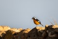 Moussier`s redstart male, Phoenicurus moussieri, Morocco, desert bird Royalty Free Stock Photo