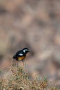 Moussier`s redstart male, Phoenicurus moussieri, Morocco, desert bird Royalty Free Stock Photo