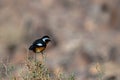 Moussier`s redstart male, Phoenicurus moussieri, Morocco, desert bird Royalty Free Stock Photo