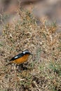 Moussier`s redstart male, Phoenicurus moussieri, Morocco, desert bird Royalty Free Stock Photo