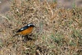 Moussier`s redstart male, Phoenicurus moussieri, Morocco Royalty Free Stock Photo