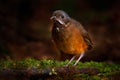 Moustached antpitta, Grallaria alleni, bird family Grallariidae, from Colombia, Ecuador and far northern Peru. Antpitta in the Royalty Free Stock Photo