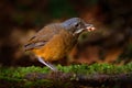 Moustached antpitta, Grallaria alleni, bird family Grallariidae, from Colombia, Ecuador and far northern Peru. Antpitta in the Royalty Free Stock Photo