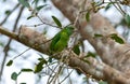 Moustached barbet