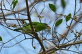 Moustached barbet