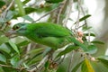 Moustached barbet