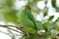 Moustached barbet