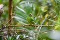 Moustached barbet bird perching on branch in tropical rainforest