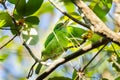 Moustached Barbet