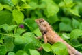 Moustached Crested Lizard in the wild of rainy season