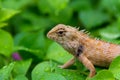 Moustached Crested Lizard in the wild of rainy season