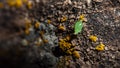 Moustached green aphid crawling on a mossy surface macro insect close-up Royalty Free Stock Photo