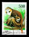 Moustached Guenon (Cercopithecus cephus), Monkeys serie, circa 1