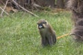 Moustached guenon Royalty Free Stock Photo