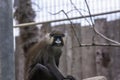 Moustached guenon Royalty Free Stock Photo