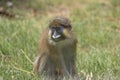 Moustached guenon Royalty Free Stock Photo