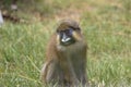 Moustached guenon Royalty Free Stock Photo