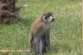Moustached guenon Royalty Free Stock Photo