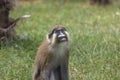 Moustached guenon Royalty Free Stock Photo