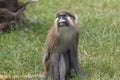 Moustached guenon Royalty Free Stock Photo