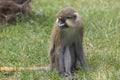 Moustached guenon Royalty Free Stock Photo