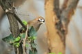 Moustached laughingthrush