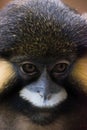 Moustached monkey portrait in low light.close up face