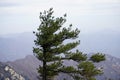 Pinetree and Mountains under the sky in fall season Royalty Free Stock Photo