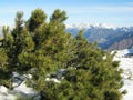 Moutain pine in natural habitats Royalty Free Stock Photo