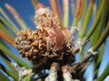 Moutain pine (Pinus mugo) - Detail Royalty Free Stock Photo