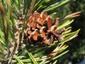 Moutain pine (Pinus mugo) - Detail Royalty Free Stock Photo