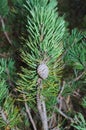 Moutain pine (Pinus mugo) - Detail Royalty Free Stock Photo