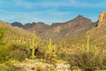 Moutains in Arizona with visible natural cactuses in late afternoon sun with blue sky and some clouds in nature Royalty Free Stock Photo