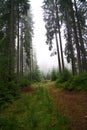 Moutains in summer, Ukraine Royalty Free Stock Photo