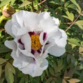 Moutan peony close-up Royalty Free Stock Photo