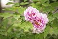 Moutan Peony Flower Bloom Royalty Free Stock Photo
