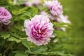 Moutan Peony Flower Bloom Royalty Free Stock Photo