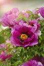 Moutan Tree Peony Paeonia suffruticosa in garden, purple flowers