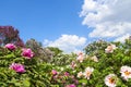 Moutan Tree Peony, Paeonia suffruticosa flowers on sky background with white clouds in the garden Royalty Free Stock Photo