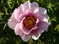 Moutan Tree Peony Paeonia suffruticosa with the pink tint Royalty Free Stock Photo