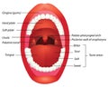 Mouth anatomy Royalty Free Stock Photo