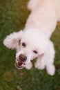 Mouth of barking white poodle