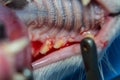 The mouth of a cat with blood after scalling. Gum retraction
