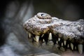 Mouth of the crocodile hunter