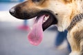 The mouth of a dog with teeth and tongue Royalty Free Stock Photo