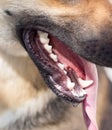 The mouth of a dog with teeth and tongue Royalty Free Stock Photo