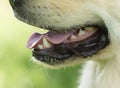 The mouth of a dog with teeth and tongue Royalty Free Stock Photo