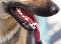 The mouth of a dog with teeth and tongue Royalty Free Stock Photo