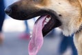 The mouth of a dog with teeth and tongue Royalty Free Stock Photo