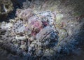 Mouth, eyes and beard of disguising scorpion fish on the coral reef in the Indian ocean in Thailand Royalty Free Stock Photo